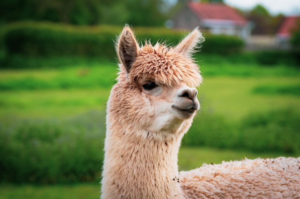 Llama 3.2 vs. Mistral 7B: Summarization LLM Showdown - wealthfromai